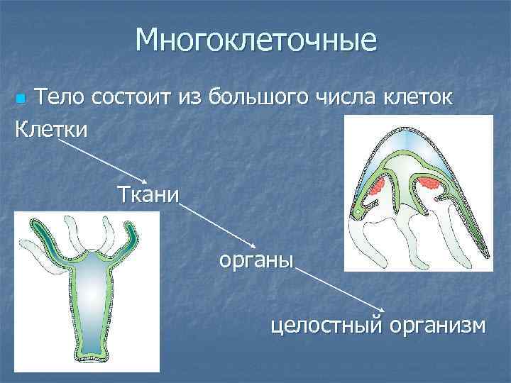 Многоклеточные Тело состоит из большого числа клеток Клетки n Ткани органы целостный организм 