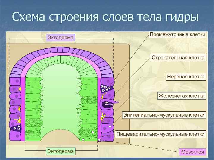 Схема строения слоев тела гидры 