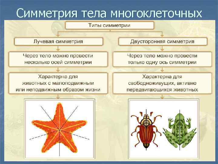 Симметрия тела многоклеточных 