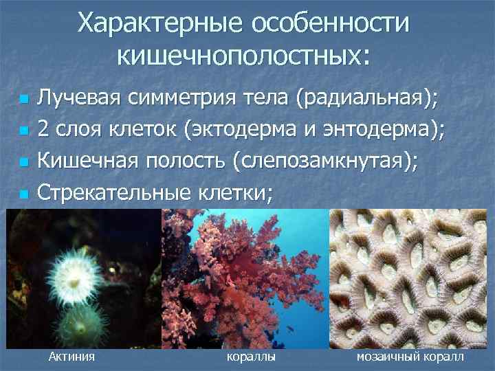 Характерные особенности кишечнополостных: n n Лучевая симметрия тела (радиальная); 2 слоя клеток (эктодерма и