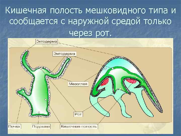 Кишечная полость мешковидного типа и сообщается с наружной средой только через рот. 