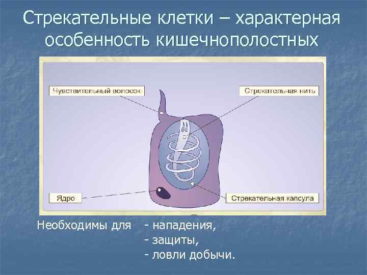 Стрекательные клетки – характерная особенность кишечнополостных Необходимы для - нападения, - защиты, - ловли