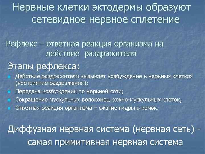 Нервные клетки эктодермы образуют сетевидное нервное сплетение Рефлекс – ответная реакция организма на действие