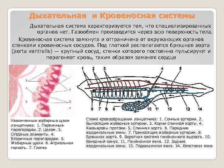Дыхательная и Кровеносная системы Дыхательная система характеризуется тем, что специализированных органов нет. Газообмен производится