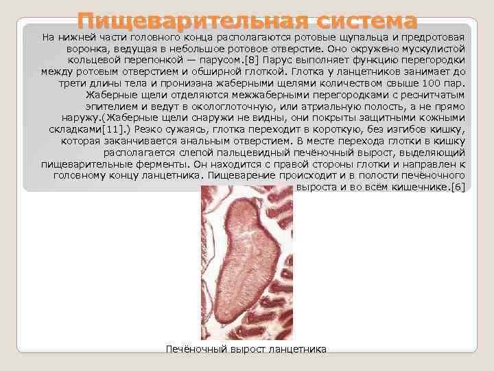 Пищеварительная система На нижней части головного конца располагаются ротовые щупальца и предротовая воронка, ведущая