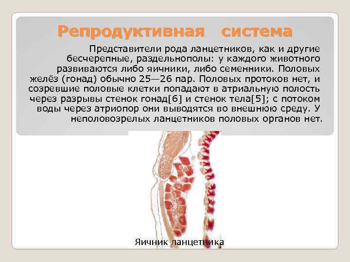 Репродуктивная система Представители рода ланцетников, как и другие бесчерепные, раздельнополы: у каждого животного развиваются
