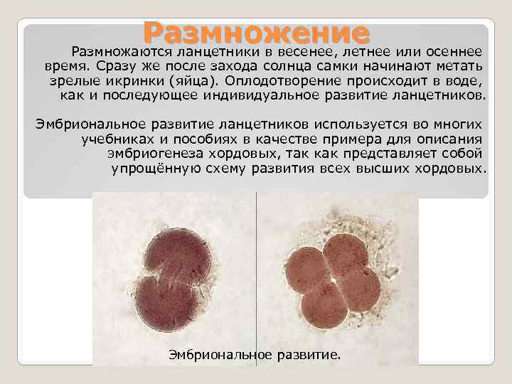 Размножение или осеннее Размножаются ланцетники в весенее, летнее время. Сразу же после захода солнца