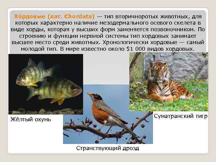 Хо рдовые (лат. Chordata) — тип вторичноротых животных, для которых характерно наличие мезодермального осевого