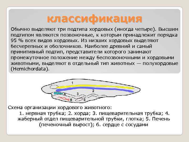 классификация Обычно выделяют три подтипа хордовых (иногда четыре). Высшим подтипом являются позвоночные, к которым