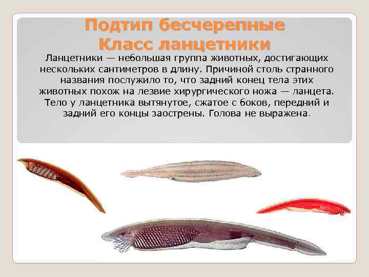 Подтип бесчерепные Класс ланцетники Ланцетники — небольшая группа животных, достигающих нескольких сантиметров в длину.