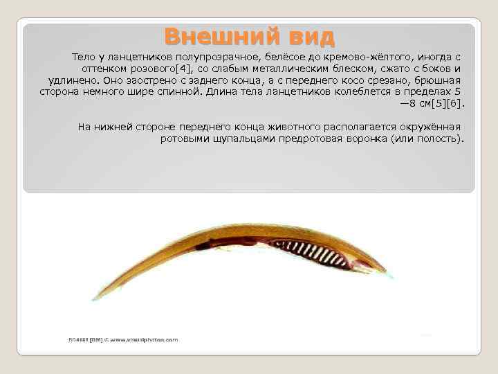 Внешний вид Тело у ланцетников полупрозрачное, белёсое до кремово-жёлтого, иногда с оттенком розового[4], со