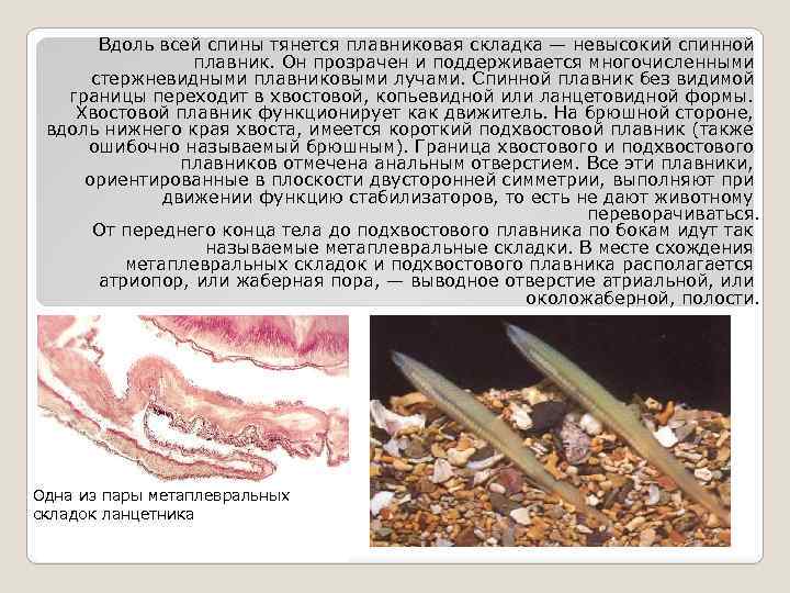 Вдоль всей спины тянется плавниковая складка — невысокий спинной плавник. Он прозрачен и поддерживается