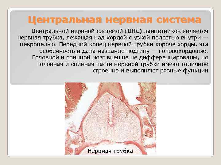 Центральная нервная система Центральной нервной системой (ЦНС) ланцетников является нервная трубка, лежащая над хордой