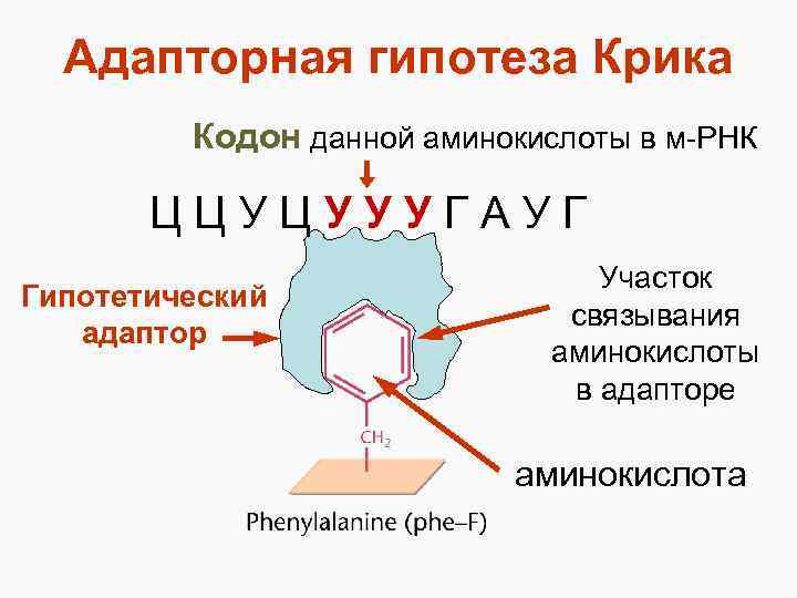 Адапторная гипотеза Крика Кодон данной аминокислоты в м-РНК ЦЦУЦУУУГАУГ Гипотетический адаптор Участок связывания аминокислоты
