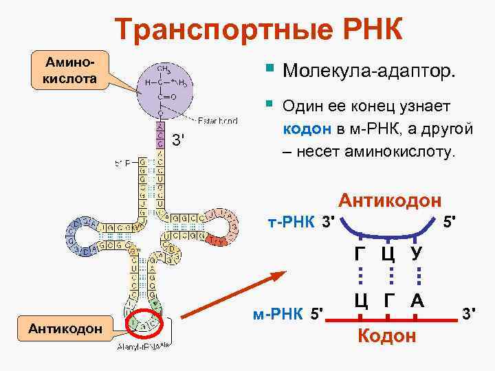 Рнк в 1с как расшифровывается