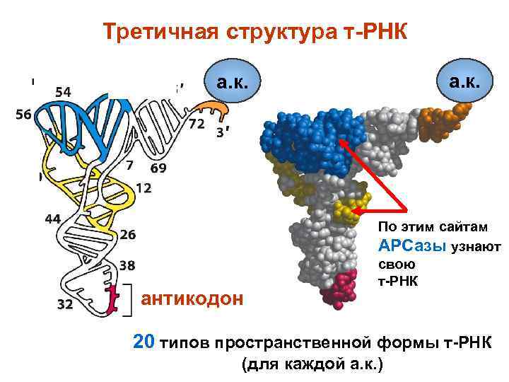 Вторичная рнк. Строение третичной структуры РНК. Структуры РНК первичная вторичная и третичная. Первичная и вторичная структура РНК. Вторичная структура РНК.
