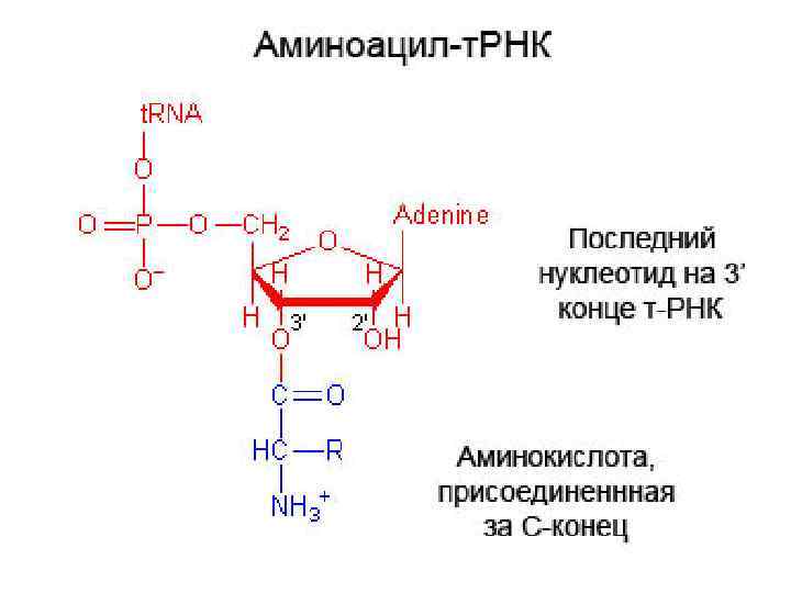 Схема образования аминоацил трнк