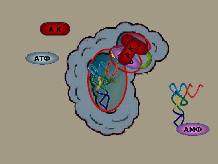 АК К АК АК А АТФ ФА ФМ АТ ТФ Ф Ф т. РНК