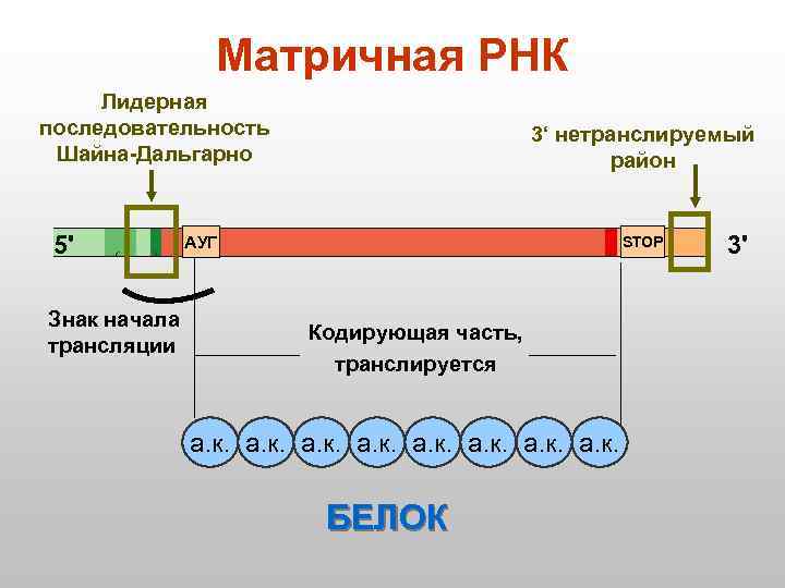 Матричная РНК Лидерная последовательность Шайна-Дальгарно 5' Знак начала трансляции 3‘ нетранслируемый район АУГ STOP