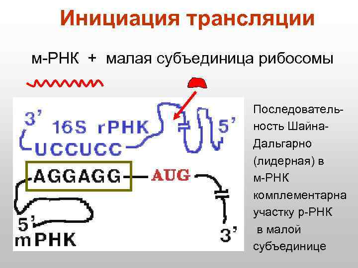 Инициация трансляции м-РНК + малая субъединица рибосомы Последовательность Шайна. Дальгарно (лидерная) в м-РНК комплементарна