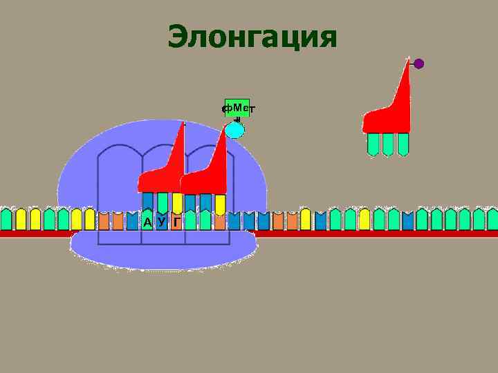 Элонгация ф. Мет т А У Г 