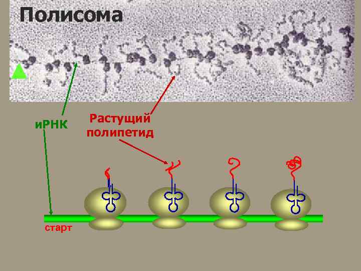 Полисома и. РНК старт Растущий полипетид 