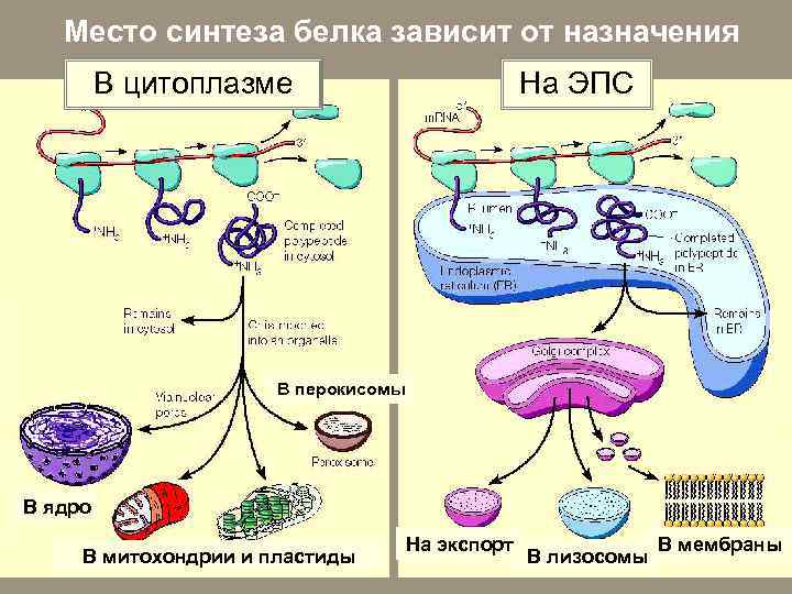 Место синтеза белка зависит от назначения В цитоплазме На ЭПС В перокисомы В ядро