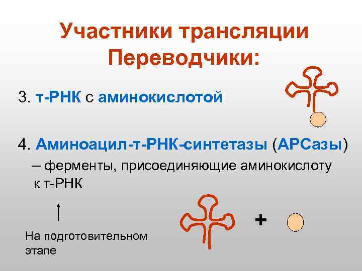 Участники трансляции Переводчики: 3. т-РНК с аминокислотой 4. Аминоацил-т-РНК-синтетазы (АРСазы) – ферменты, присоединяющие аминокислоту