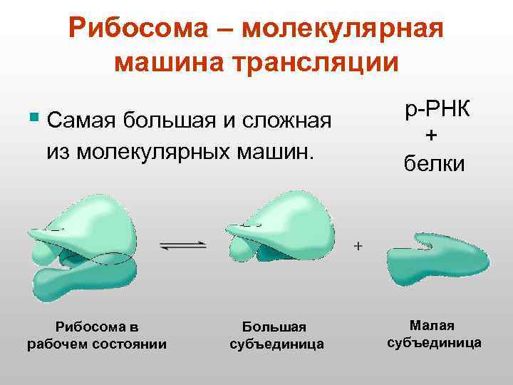 Рибосома обеспечивает. Рибосома. Субъединицы рибосом. Рибосомы это в биологии. Рибосомы форма.