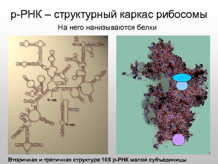 р-РНК – структурный каркас рибосомы На него нанизываются белки Вторичная и третичная структура 16