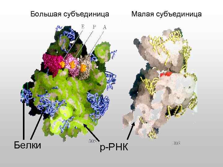 Большая субъединица Белки р-РНК Малая субъединица 