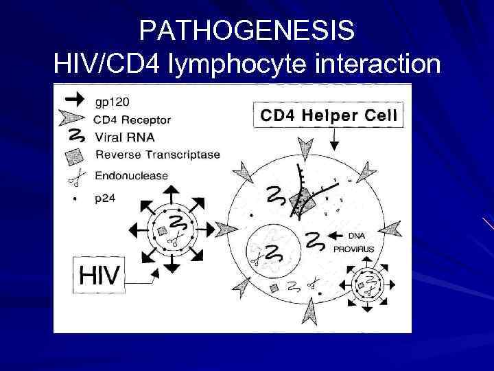 PATHOGENESIS HIV/CD 4 lymphocyte interaction 