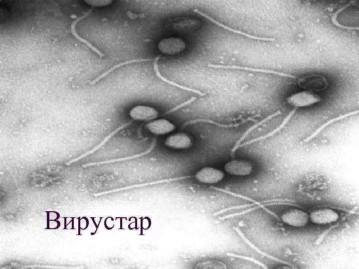 Вирустар 