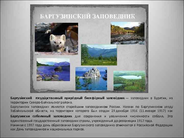 Баргузи нский госуда рственный приро дный биосфе рный запове дник — заповедник в Бурятии,