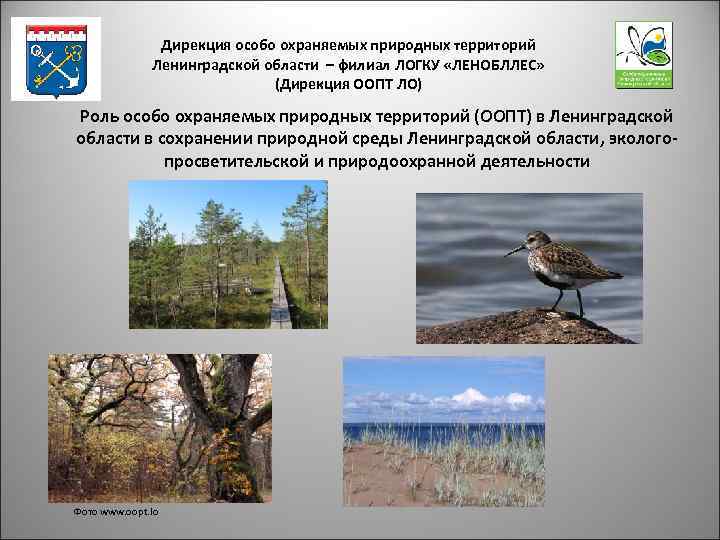 Дирекция особо охраняемых природных территорий Ленинградской области – филиал ЛОГКУ «ЛЕНОБЛЛЕС» (Дирекция ООПТ ЛО)