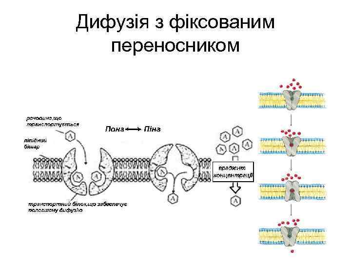 Дифузія з фіксованим переносником 