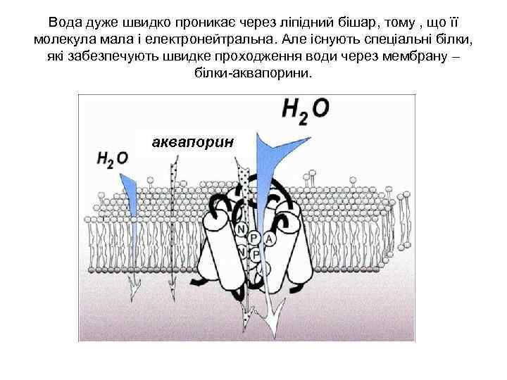 Вода дуже швидко проникає через ліпідний бішар, тому , що її молекула мала і