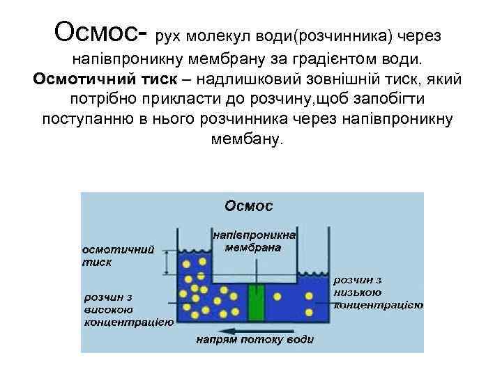 Осмос- рух молекул води(розчинника) через напівпроникну мембрану за градієнтом води. Осмотичний тиск – надлишковий