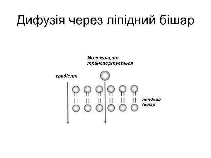 Дифузія через ліпідний бішар 