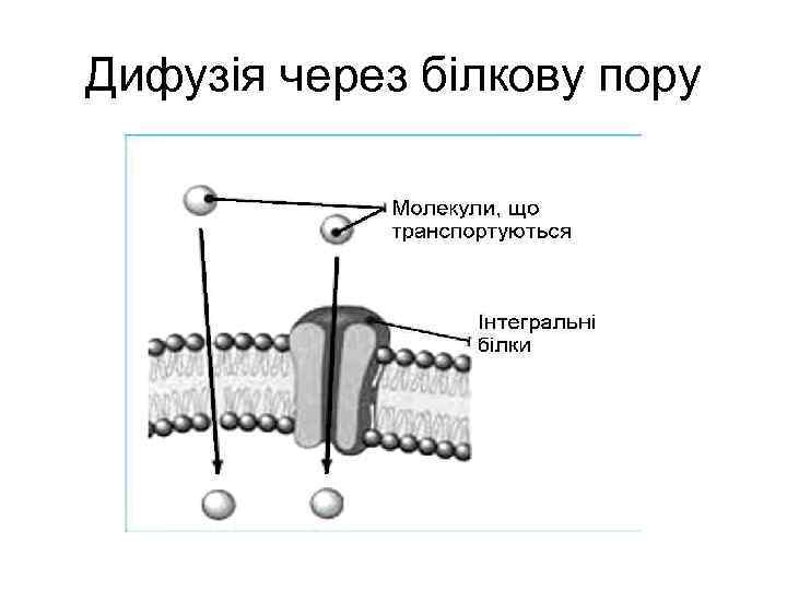 Дифузія через білкову пору 