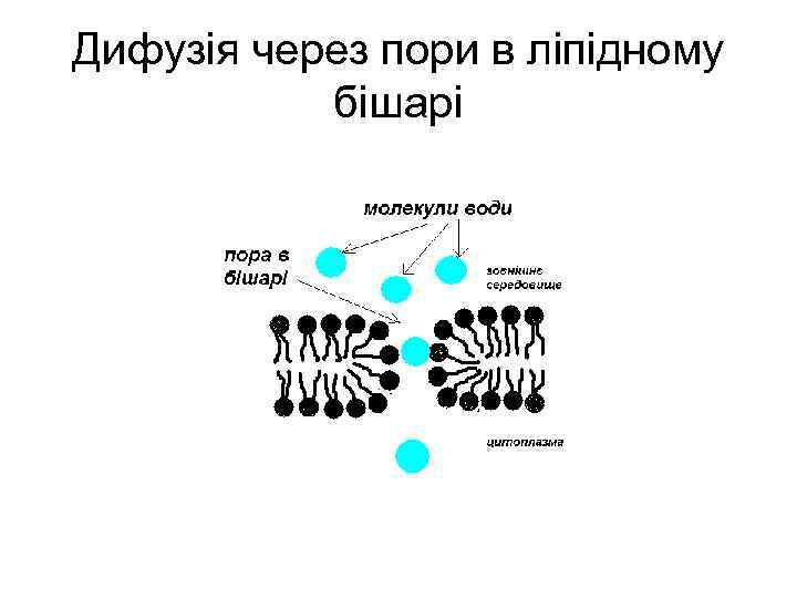 Дифузія через пори в ліпідному бішарі 