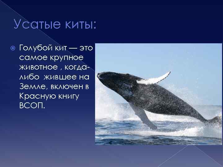 Усатые киты: Голубой кит — это самое крупное животное , когдалибо жившее на Земле,