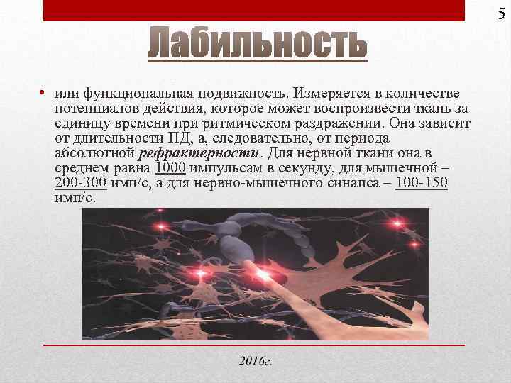 5 • или функциональная подвижность. Измеряется в количестве потенциалов действия, которое может воспроизвести ткань