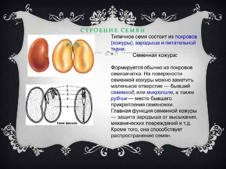 СТРОЕНИЕ СЕМЯН 