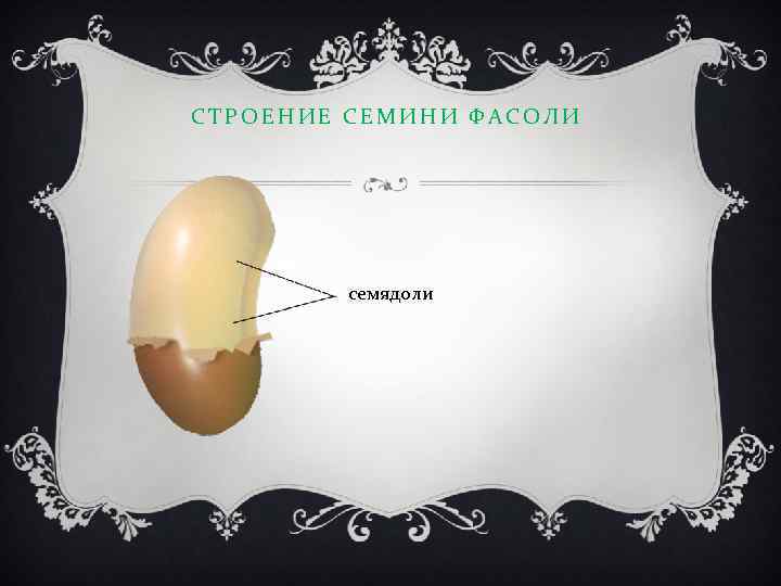 СТРОЕНИЕ СЕМИНИ ФАСОЛИ семядоли 