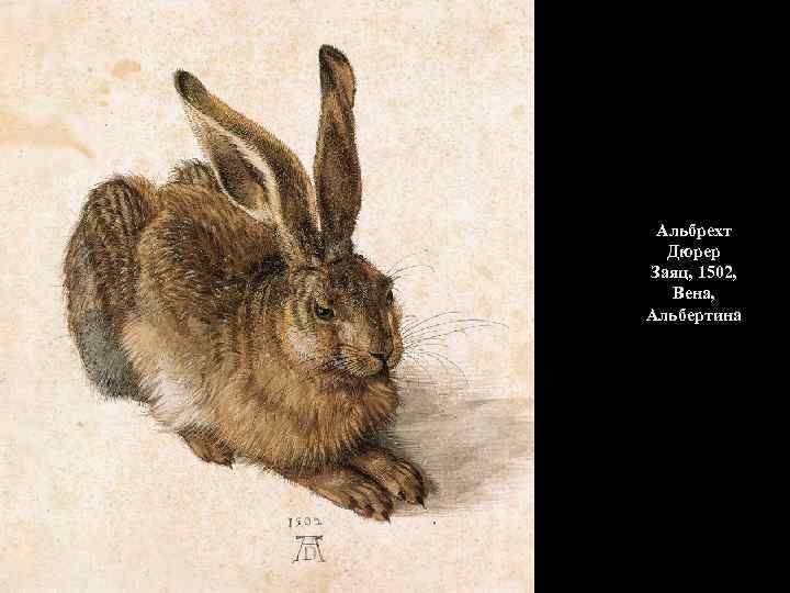 Альбрехт Дюрер Заяц, 1502, Вена, Альбертина 