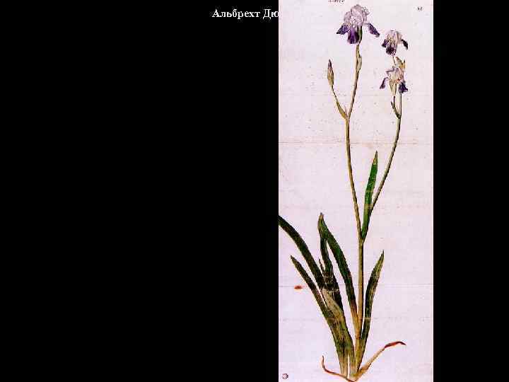 Альбрехт Дюрер 