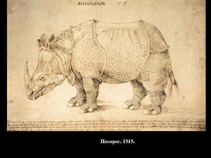 Носорог. 1515. 