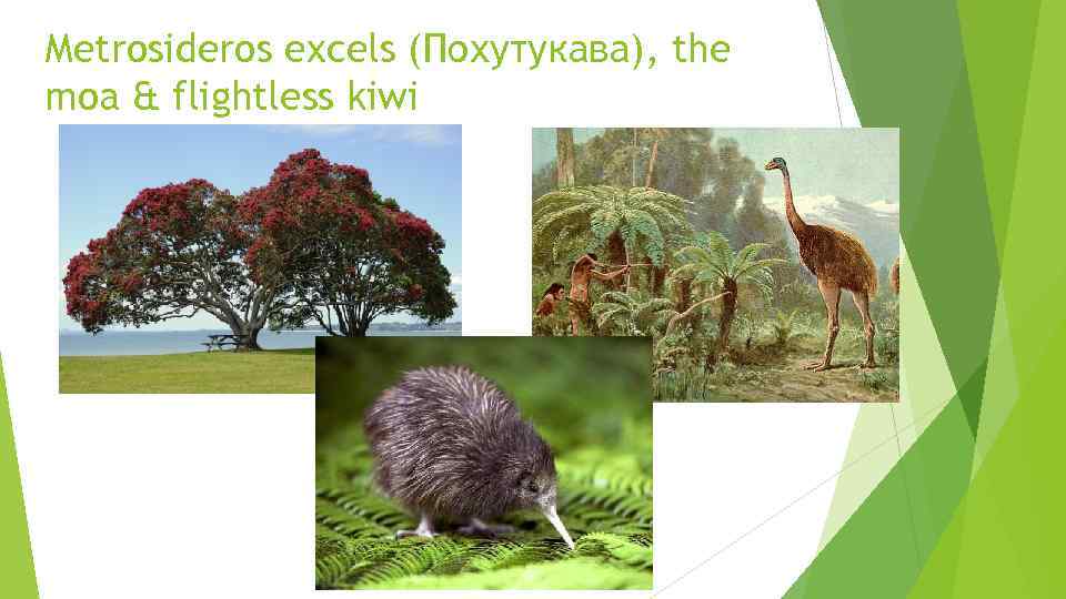 Metrosideros excels (Похутукава), the moa & flightless kiwi 