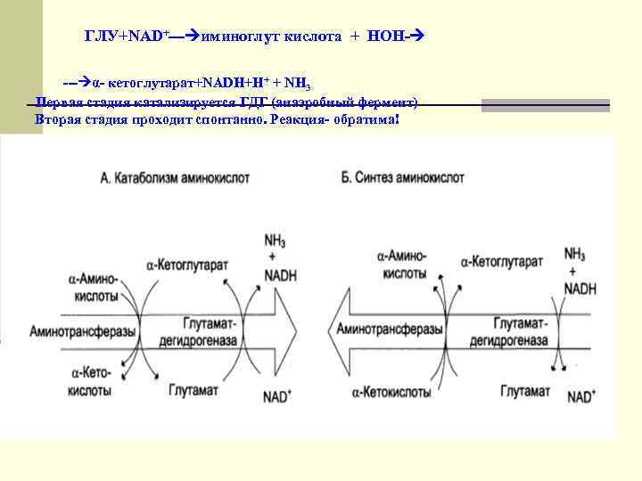  ГЛУ+NAD+--- иминоглут кислота + НОН- --- α- кетоглутарат+NADH+H+ + NH 3 Первая стадия